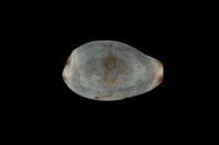 藏品(小眼寶螺)的圖片